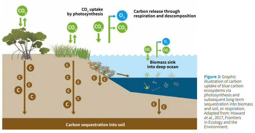 Frontiers  Tropical blue carbon: solutions and perspectives for valuations  of carbon sequestration