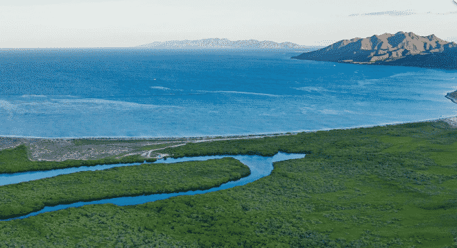 Blue Carbon Marvivo Bay Mexico