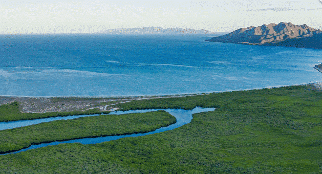 Rừng ngập mặn tại dự án vịnh Magdalena tín dụng carbon