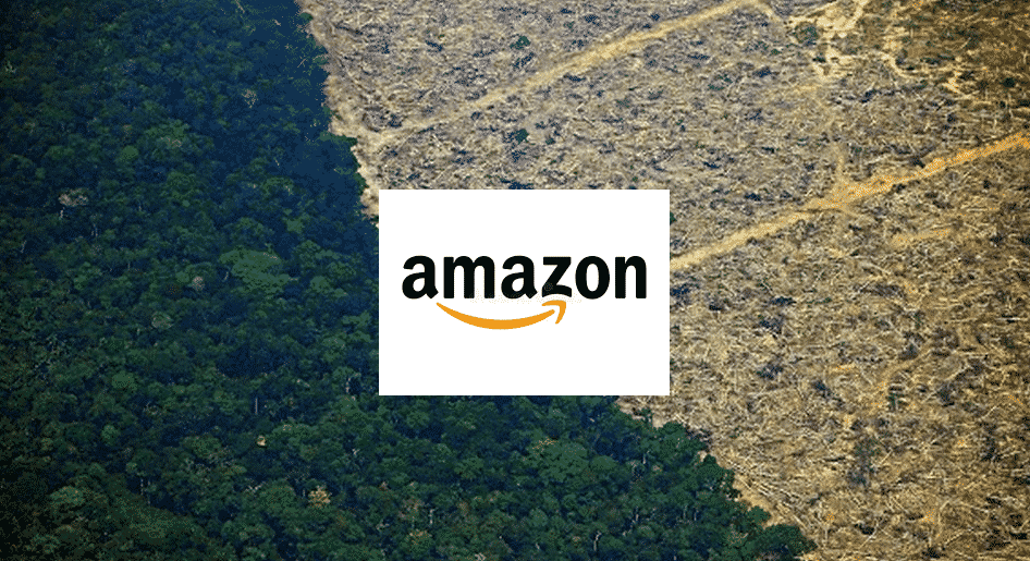 Amazon Rainforest Amazon Company