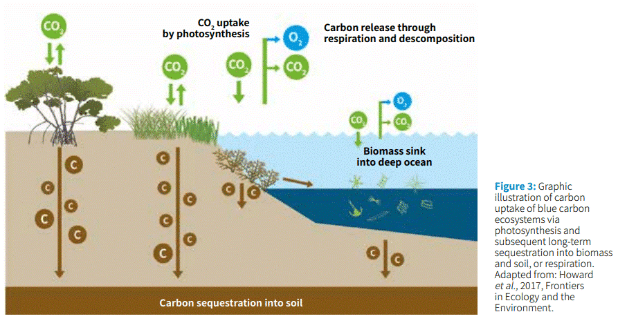 blue carbon ecosystem infographic