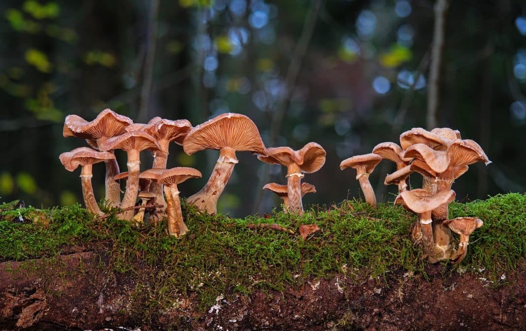Fungi Carbon Capture