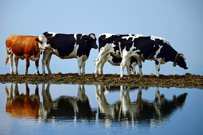 Feeding Seaweed to Cows Could Eliminate Methane Emissions 40%