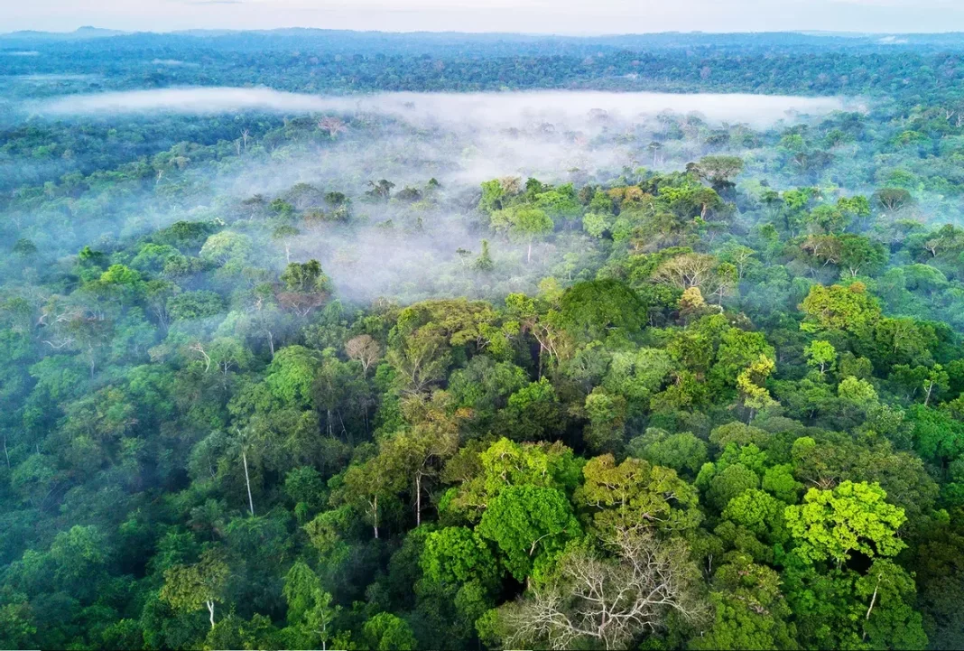 Amazon Carbon