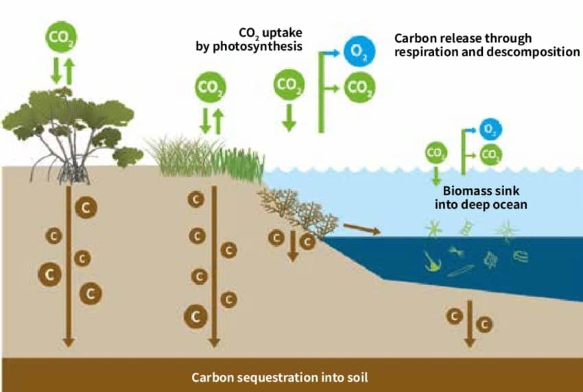 Carbon Dioxide Removal (CDR) and Carbon Capture and Storage (CCS): A Primer