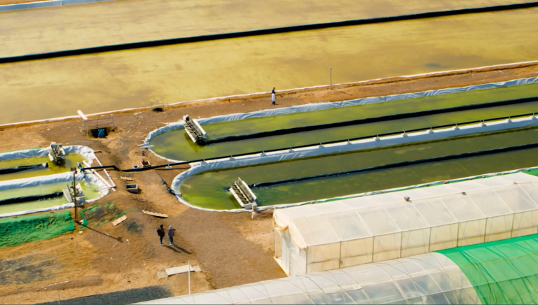 Growing Algae In The Desert to Capture Carbon