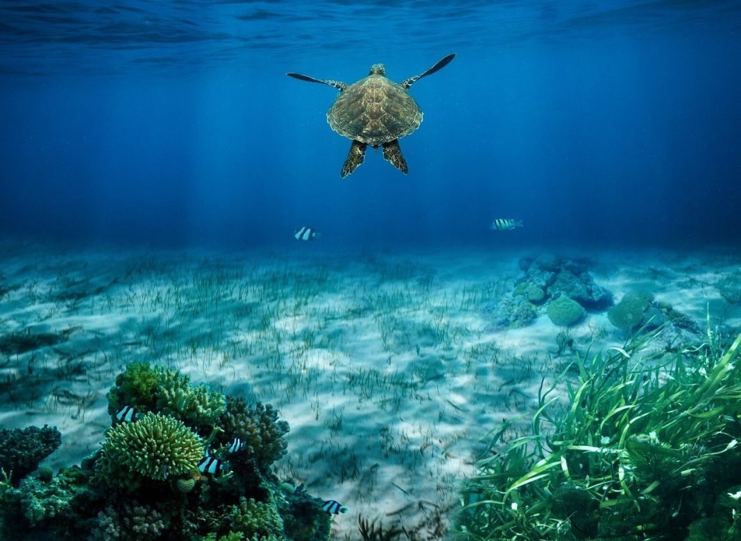 Bahamas Ocean Carbon