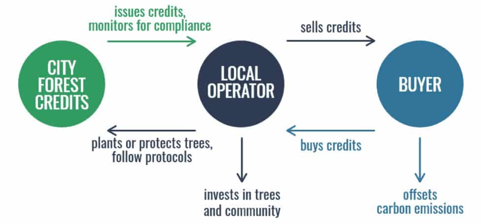 urban forest carbon credits