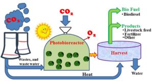 Biological Conversion Carbon Capture