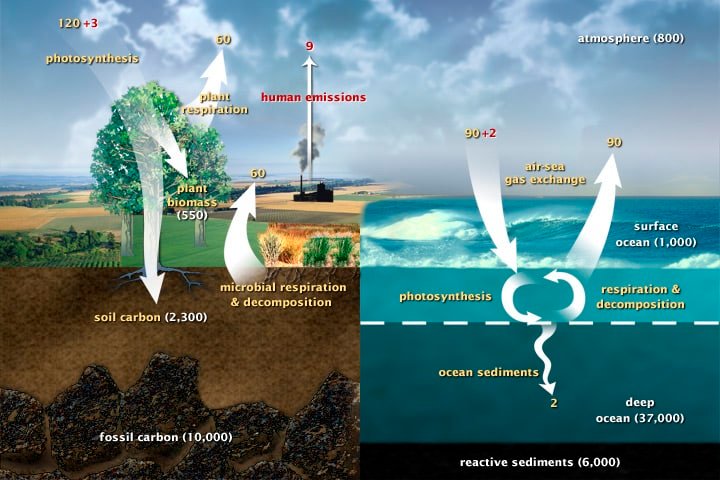 carbon cycle process