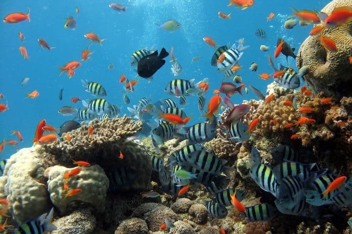 coral reefs in red sea