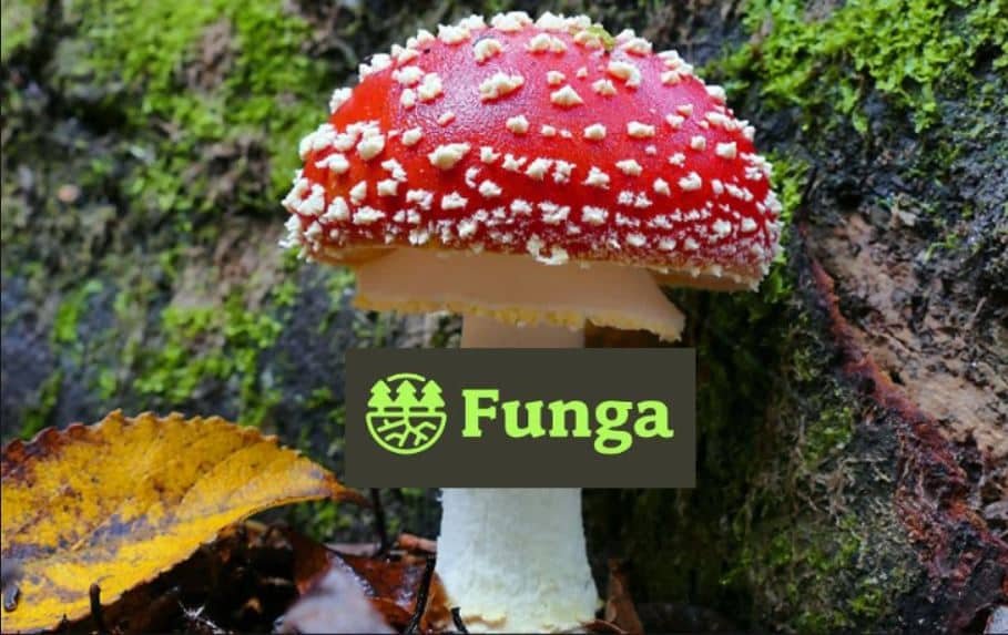forest fungi for carbon capture