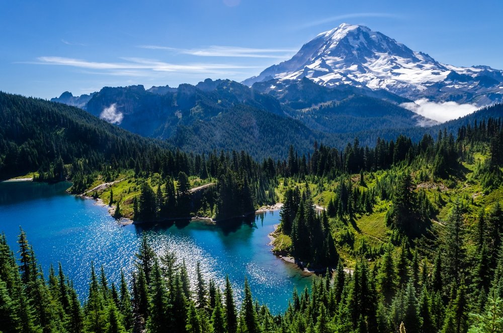 carbon credit from Washington forests