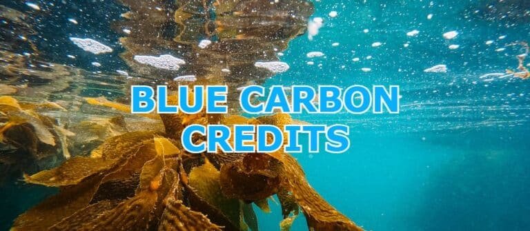 blue carbon credits