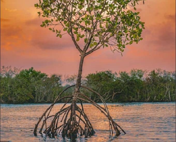 blue carbon credits from mangroves