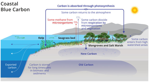 Deep Blue: Opportunities for Blue Carbon Finance in Coastal Ecosystems