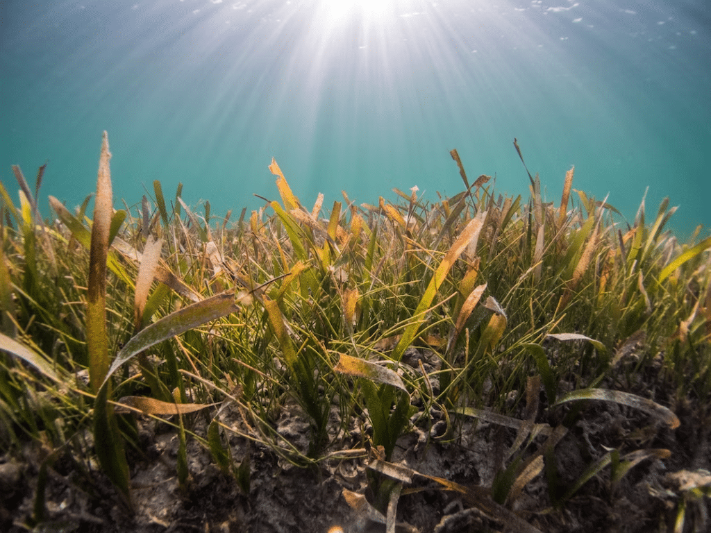 First Carbon Credit Methodology For Seagrass Developed In France 6195