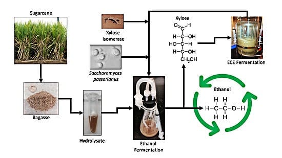 biofuel production from sugarcane