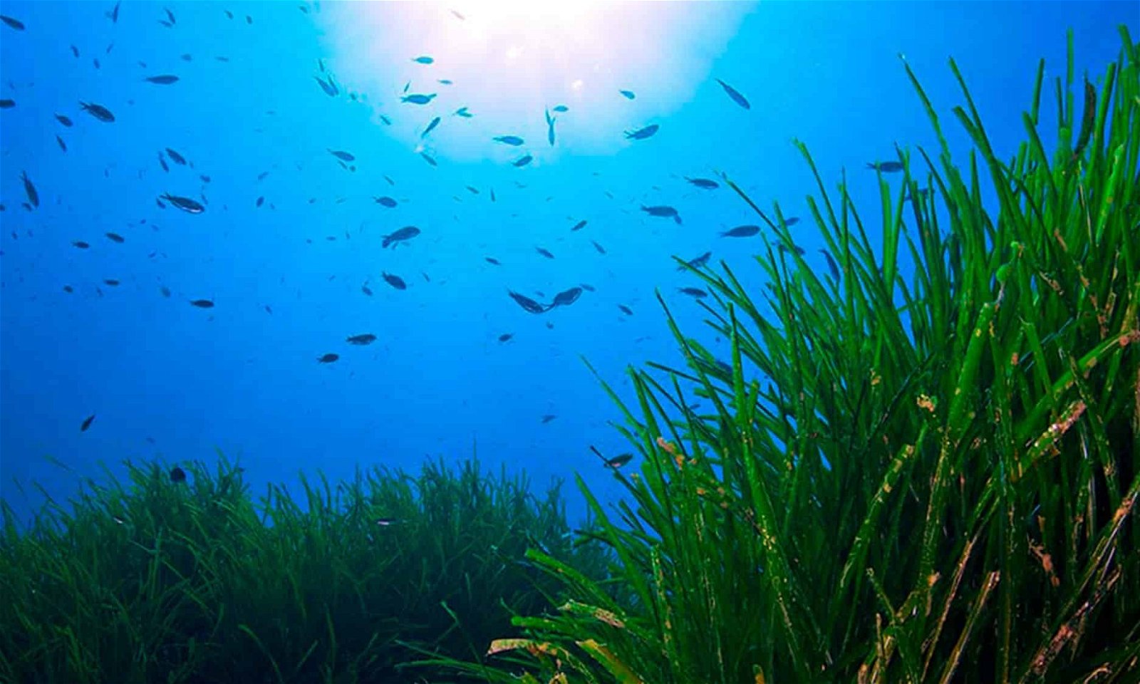 seagrass bed Posidonia