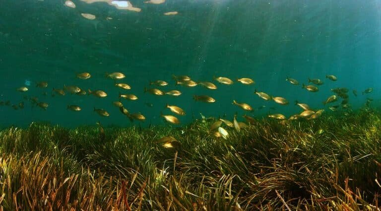 First Carbon Credit Methodology for Seagrass Developed in France