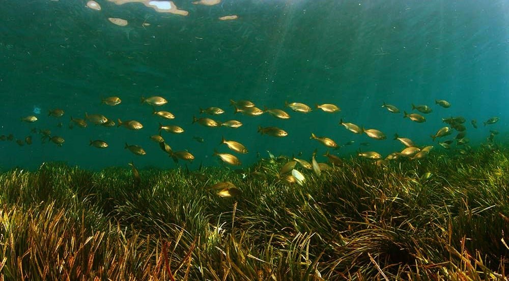 seagrass carbon credits methodology France