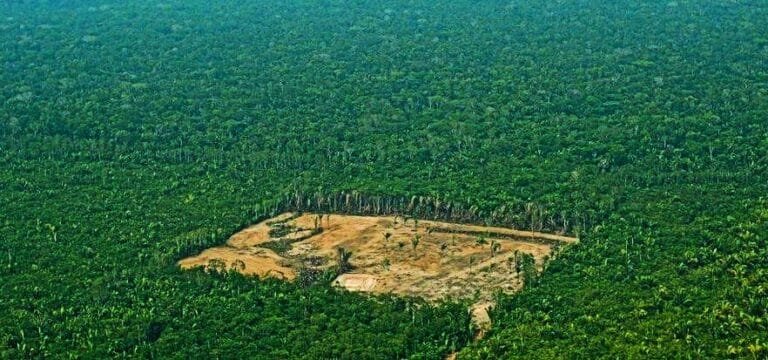 Brazil’s Bill Will Allow Loggers to Earn $24M from Carbon Credits