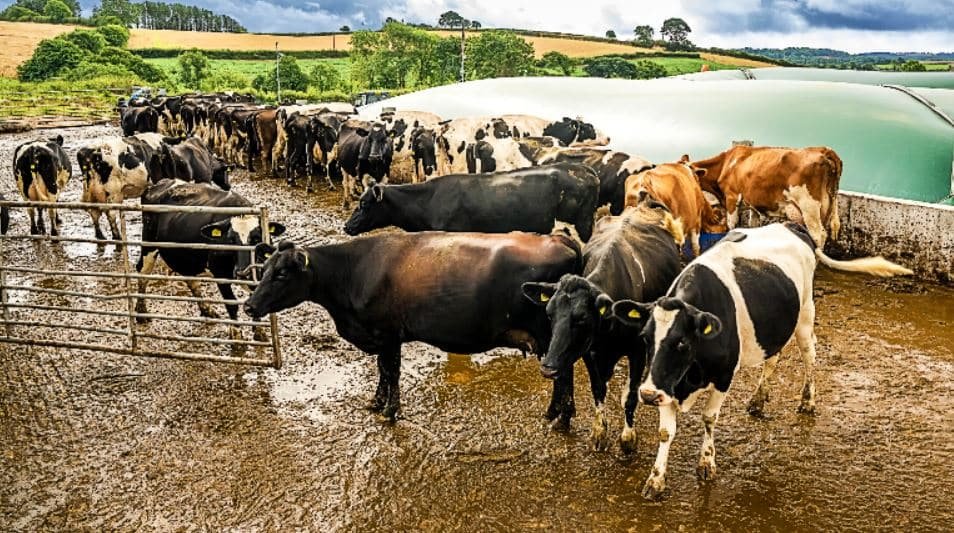 Methane emissions dairy manure