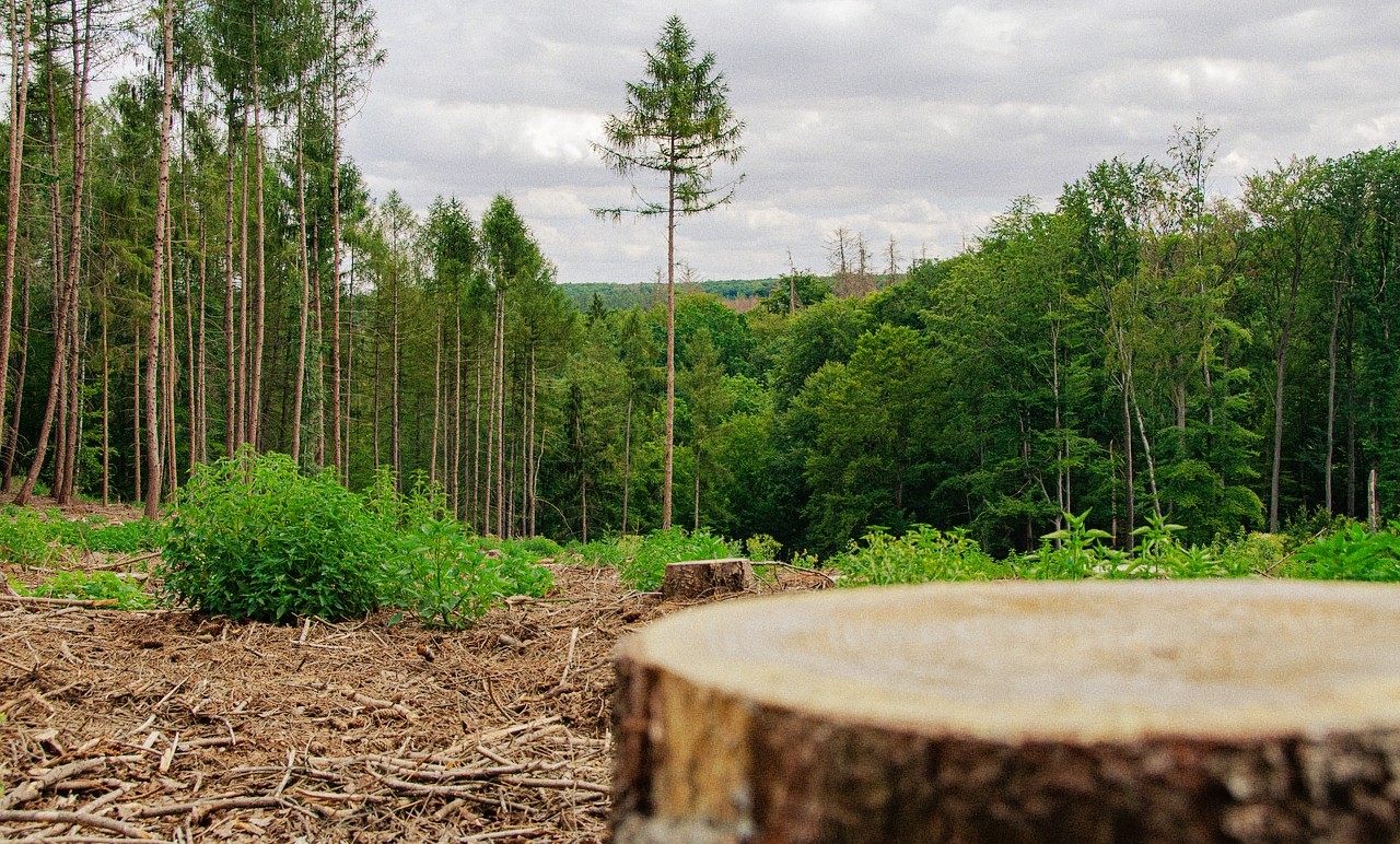 What is REDD+? Development, Issues, and Solutions