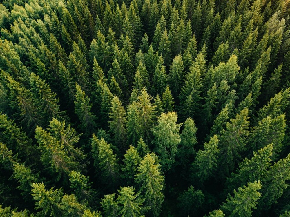 North America forest fund generating carbon credits