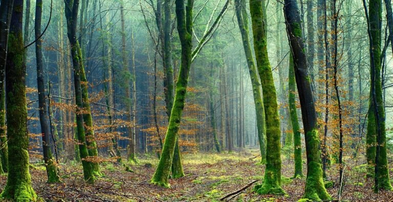 $150m grant for small forest owners to benefit from carbon offset credits