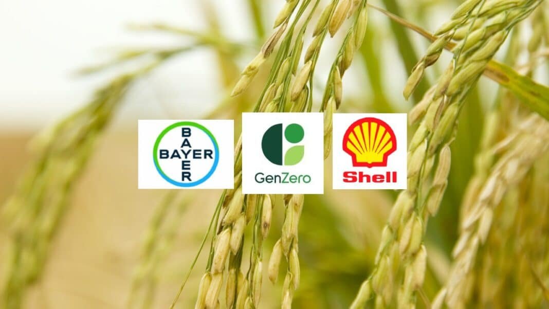 Bayer, Shell rice cultivation emission reduction project