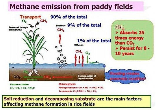 methane emissions paddy rice field