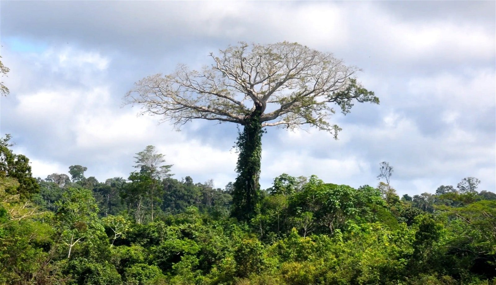 Envira Amazonia project Brazil