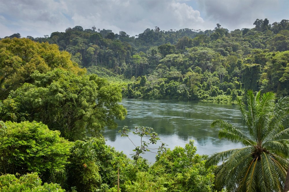 Suriname to sell carbon credits from REDD+ emission reductions