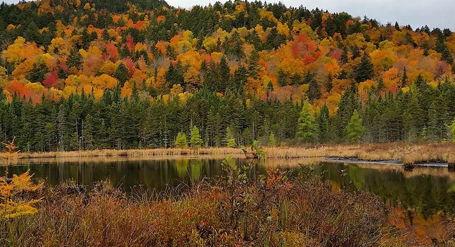 Bluesource's Carbon Credit Strategy: An Easement Debate Shaping New  Hampshire's Forests