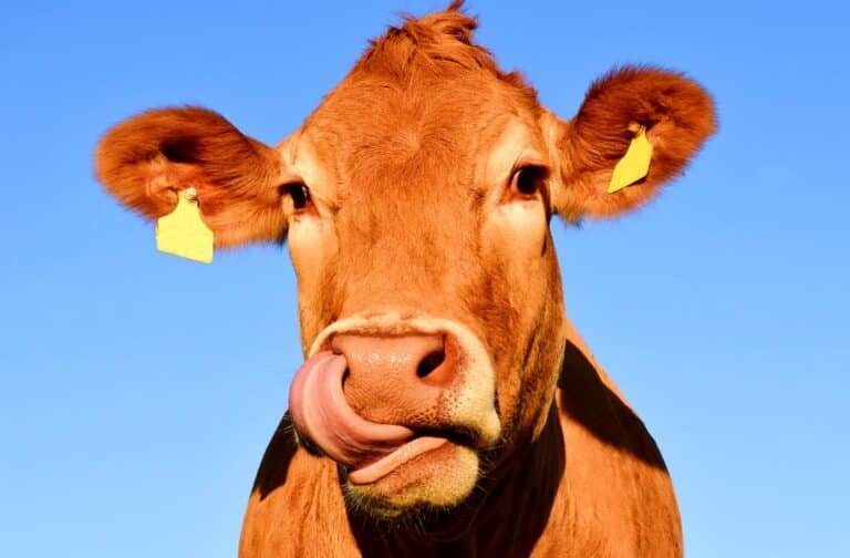 Canada to curb methane emission from cows