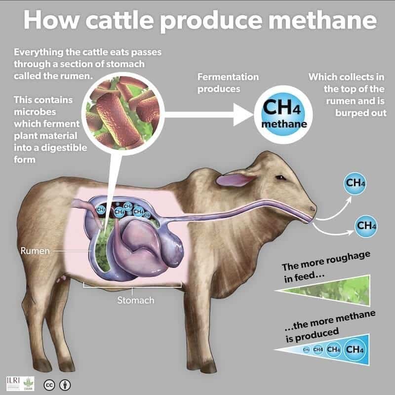 how cattle produce methane