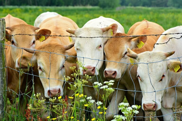 Athian’s New Carbon Insetting Marketplace Revolutionizes Livestock Farming