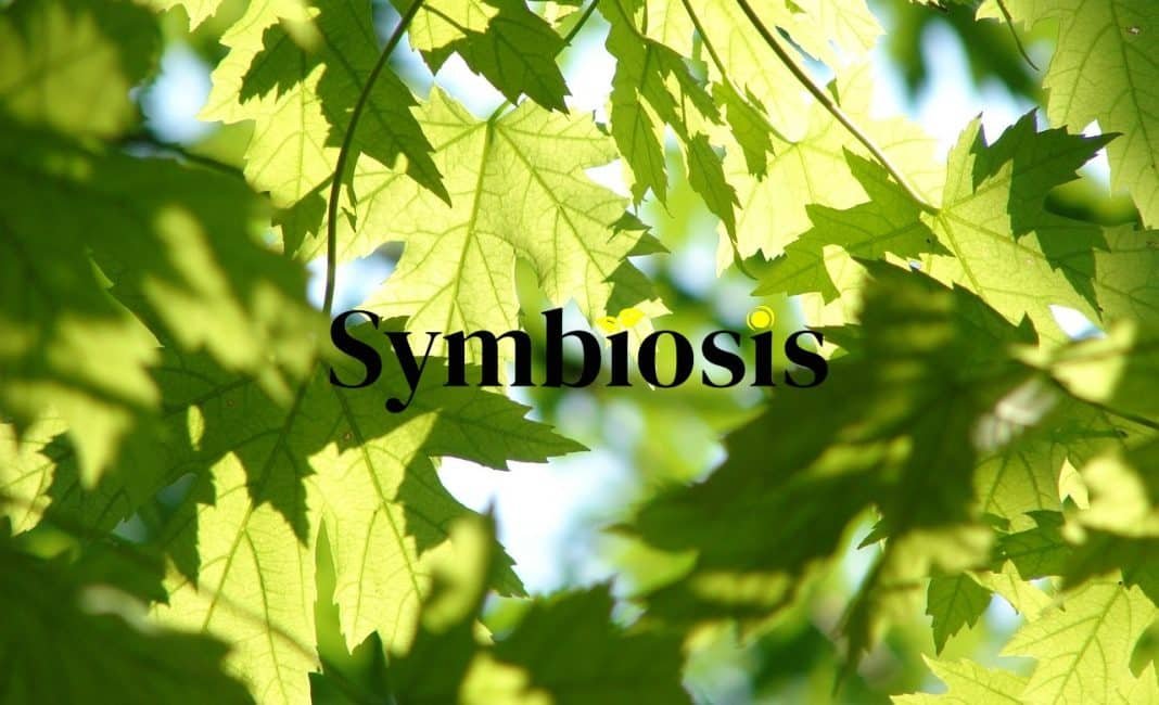 Google, Meta, Microsoft, and Salesforce Launch “Symbiosis”, Pledging for 20M Tons of Nature-Based CDR Credits