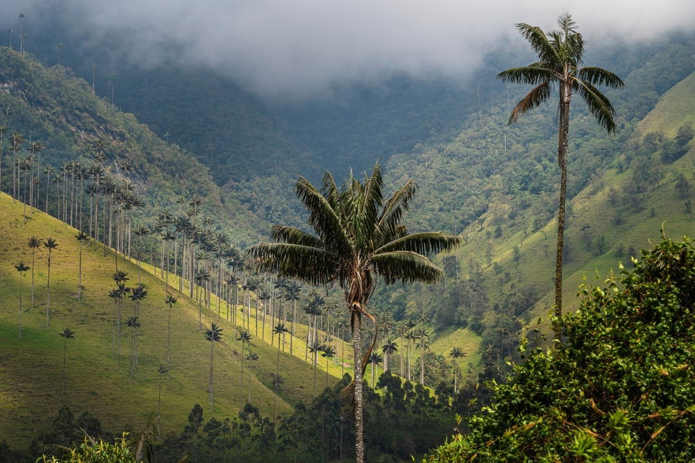 Colombia’s Largest Carbon Project Secures $100M Backing from Temasek-Owned GenZero and Trafigura